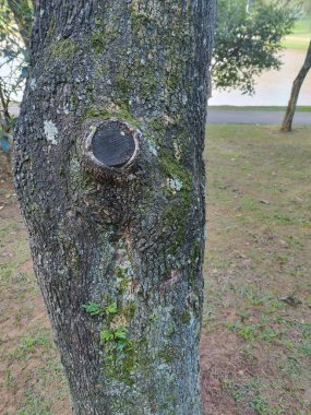 Yosun ve yosun parçalarını gösteren desenli bir ağaç gövdesinin yakından görüntüsü. Görüntü, ağaç kabuğunun karmaşık detaylarını yakalıyor, yiv ve yaralarını gösteriyor, bulanık yeşil bir arkaplan, sakin bir park ortamını işaret ediyor..