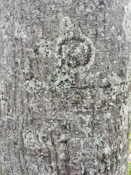 Ağaç gövdesi dokusu, kırsal ve gri tonlarında.