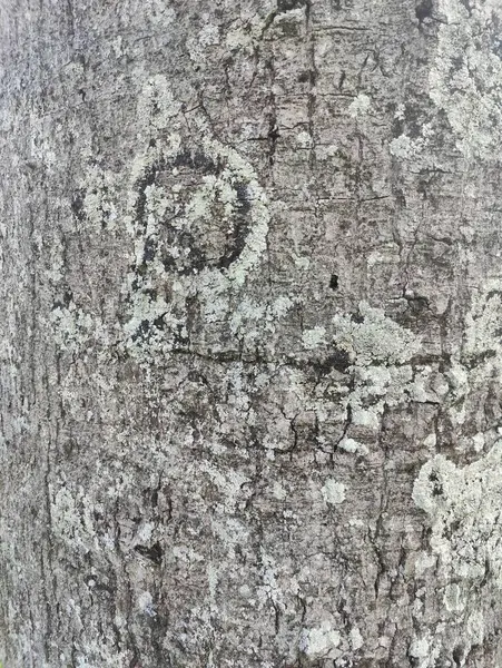 Kırsal gri ağaç dokusu gri tonda