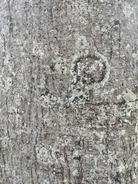 Kırsal grimsi ağaç kabuğu dokusu
