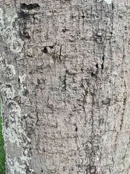 Kırsal ağaç kabuğunun teknikleri