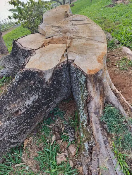 Eski ağaç gövdesi üsten kesilmiş.