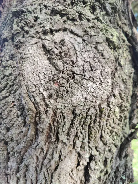 Ağaç kabuğunun karmaşık desenlerini ve dokularını gösteren, doğal oyukları, düğümleri ve organik şekilleri gösteren, doğanın güzelliğini ve esnekliğini anımsatan, detaylı ve yakın plan bir ağaç gövdesi görüntüsü..