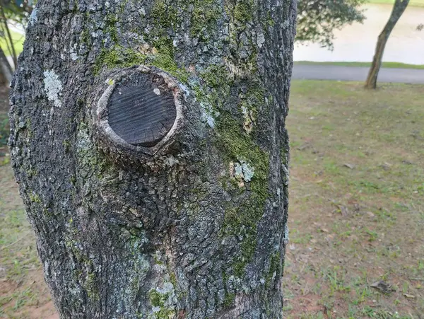 Canlı yeşil yosun ve liken ile kaplı, yıpranmış ağaç kabuğunu gösteren eski bir ağaç gövdesinin yakın görüntüsü, ormanın karmaşık dokularını ve doğal desenlerini ortaya koyuyor..