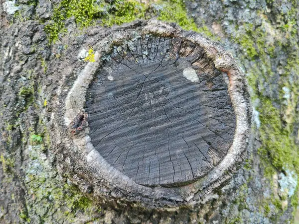 Karmaşık dokuyu ve eş merkezli halkaları gösteren bir ağaç kütüğünün yakından görüntüsü. Yıpranmış yüzey, zamanın akışını gösteren yosun dokunuşlarına karşı zengin bir koyu ahşap desen sergiliyor. Bu resim doğanın güzelliğini yansıtıyor, vurguluyor