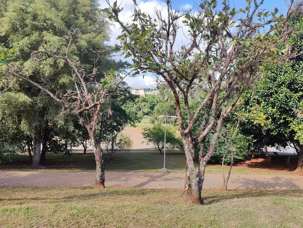 Çimenli bir park zeminine kurulmuş yapraksız ağaçlardan ve eğri dallardan oluşan sakin bir manzara. Sahne, ağaçlar ve çevrelerindeki yemyeşil, yumuşak güneş ışığıyla aydınlatılmış güzel bir kontrastı yakalar. Arka planda, bir ipucu 