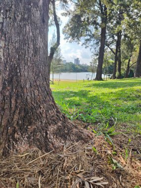 Yeşilliklerle çevrili sakin bir doğal ortamı yansıtan, yüksek binaların ve sakin gölün arka planında, ön planda bir ağaç gövdesinin olduğu bereketli bir park manzarası..