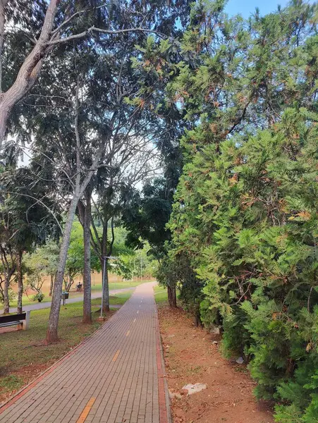 Bereketli yeşilliklerle çevrili, her iki tarafında uzun ağaçlar olan huzurlu bir yol. Güneş yaprakların arasından süzülerek, parkta rahatça dolaşmak için mükemmel huzurlu bir atmosfer yaratıyor..