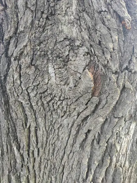 Ağaç kabuğunun, karmaşık doğal dokuları, desenleri ve detayları gösteren yakın plan görüntüsü. Kaba, yıpranmış yüzey, doğanın güzelliğini somutlaştıran çizgiler ve oluklarla dolu zengin gri-kahverengi bir renk sergiliyor..