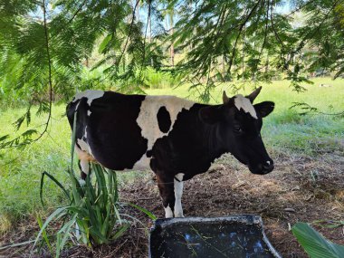 Güneşli bir tarlada yemyeşil ağaçların gölgesinde huzur içinde otlayan bir inek. Huzur ortamı, ineklerin paltosunun siyah ve beyazı ile etrafındaki yoğun bitki örtüsü arasındaki zıtlığı vurguluyor..