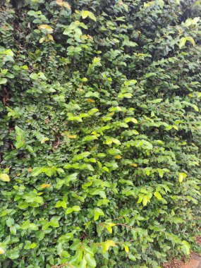 Parlak ve sağlıklı yapraklardan oluşan yoğun bir yeşil yaprak duvarı canlı bir doğal ortam yaratır. Işık yapraklardan yansıyor, yeşilin farklı tonlarını vurguluyor ve tazelik ve sükunet hissi veriyor..