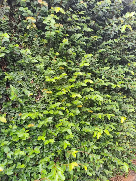 Parlak ve sağlıklı yapraklardan oluşan yoğun bir yeşil yaprak duvarı canlı bir doğal ortam yaratır. Işık yapraklardan yansıyor, yeşilin farklı tonlarını vurguluyor ve tazelik ve sükunet hissi veriyor..