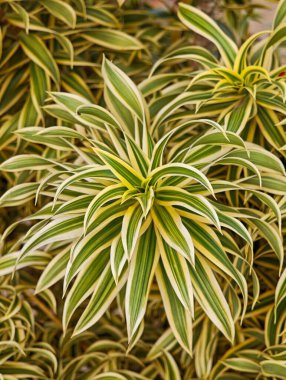 Uzun, ince yapraklı yemyeşil ve sarı renkli canlı bir bitki. Yapraklardaki belirgin çizgiler ferahlatıcı, neşeli bir görünüm yaratırken, yeşil arka plan doğal, canlandırıcı bir dokunuş ekliyor..