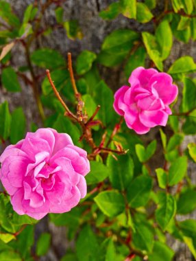 İki canlı pembe gül yemyeşil yapraklar arasında çiçek açarak güzel bir kontrastı oluşturur. Kabuk arka planına kırsal, doğal bir dokunuş katıyor, tazelik ve çiçek güzelliğini çağrıştırıyor..