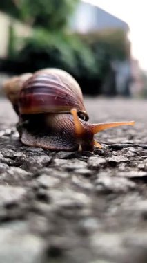 Bir salyangozun HD video görüntüleri yavaşça yerde sürünüyor, doğal yapışkan hareketini ve dış mekanda dokulu kabuğunu gösteriyor..