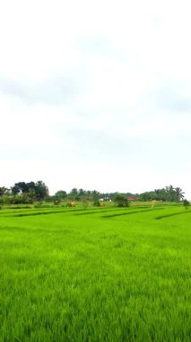 Kırsal bir köydeki huzurlu bir pirinç tarlasının HD video görüntüleri yeşil çayırları, doğal manzaraları ve sakin kırsal atmosferi gün ışığı altında gösteriyor..