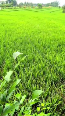 Kırsal bir köydeki huzurlu bir pirinç tarlasının HD video görüntüleri yeşil çayırları, doğal manzaraları ve sakin kırsal atmosferi gün ışığı altında gösteriyor..