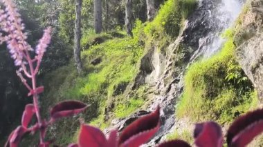 Çiçeklerin arkasından görülen doğal bir dağ şelalesinin HD video görüntüleri taze su akışını, yemyeşil suları ve huzurlu manzarayı vurguluyor..