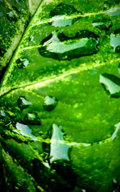 Yaprağın üzerindeki su damlacıklarının yakın plan fotoğrafı..