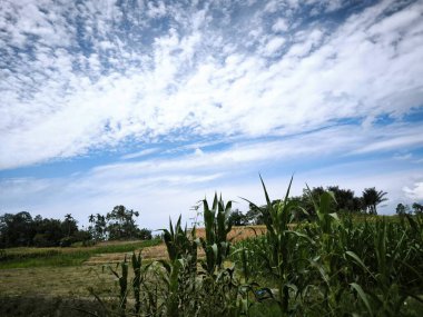 Parlak mavi gökyüzünün altındaki yemyeşil mısır tarlasının manzarası. Güzel beyaz bulutlar, tarım, tarım, doğa ve kırsal alan temaları için ideal..
