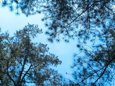 Aşağıdan çekilen uzun ağaçların fotoğrafı, kabarık beyaz bulutlu parlak mavi gökyüzüne karşı yükseliyor, barışçıl ve görkemli bir doğal orman perspektifi yaratıyor..