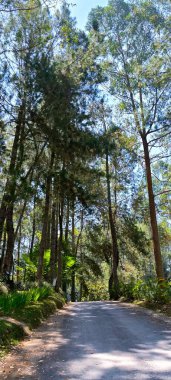 Her iki tarafında uzun çam ağaçları olan bir yolun fotoğrafı, huzurlu, manzaralı ve doğal bir yol yaratıyor seyahat, doğa, orman ve manzara temaları için mükemmel.