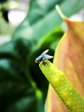 Yeşil bir bitkiye tünemiş bir sineğin fotoğrafı, detaylı kanatları ve vücut yapısını gösteriyor, doğa, böcek, makro, çevre ve vahşi yaşam fotoğrafçılığı temaları için mükemmel.