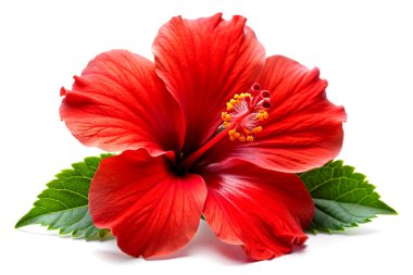 Kırmızı Zarafet: El değmemiş Beyaz 'a izole edilmiş Çarpıcı Kırmızı Başörtüsü