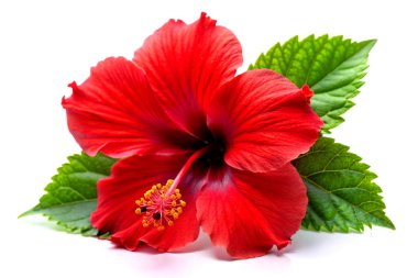 Canlı Kırmızı Hibiscus Çiçeği: Saf Beyaz Üzerine Tecrit Edilmiş Zarafet