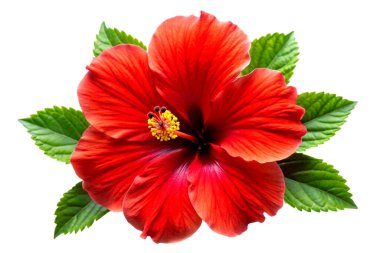 Çarpıcı Kırmızı Hibiscus Çiçeği, Yüksek Kaliteli İzole Kesme Yolu ile Beyaz Arkaplanda