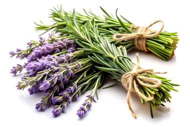 Temiz Beyaz Arkaplanda Taze Rosemary ve Lavanta Çiçekleri Çetesi. Aromatik Bitkiler natürmort