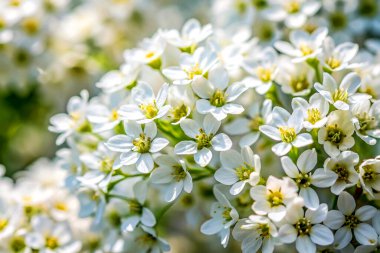 Zarif Beyaz Çiçekler Yumuşak Bahar Işığı Altında Banyo Yapıyor. Makro Çiçek Uyumu.