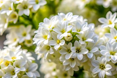 Beyaz Kasımpatı 'nın yumuşak parıltısı. Bahar Işığının Zarif Yakın Çekimi.