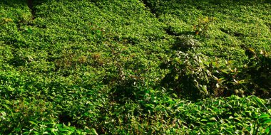 Bu görüntü, tüm bölgeyi kaplayan yoğun ve eşit aralıklı çay çalılıklarına sahip yemyeşil çay tarlalarını gösteriyor. Güneş ışığı canlı yeşil yaprakları vurgular, taze ve huzurlu bir manzara yaratır.