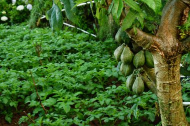 Dieng 'den Carica meyvesi, Endonezya' nın merkezi Java dağlarına özgü tropikal papaya benzeri bir meyve. Egzotik meyve kavramı, yerel üretim ve Endonezya uzmanlığı
