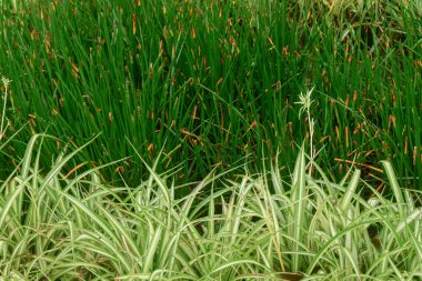 Uzun, kavisli bıçakları ve doğal kahverengi kenarları olan yemyeşil ve beyaz yaprakların yakın çekimi