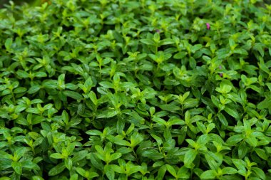 gür yeşil yapraklar yoğun bir şekilde zemini kaplar.