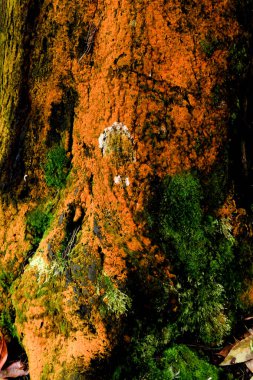 Ağaç gövdesinde turuncu ve yeşil yosun dokusu. Doğal detay kavramı, orman dokusu ve organik yüzey
