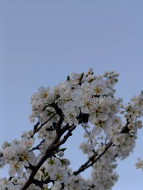 Erik çiçeklerine benzeyen beyaz çiçekler açık mavi gökyüzüne karşı koyu bir dalı yoğun bir şekilde kaplarlar. Çiçekler narin ve küçük, kremsi merkezleri var, çıplak dalları ve bol çiçekleri var..