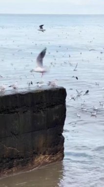Bir martı sürüsü deniz kıyısındaki eski bir rıhtımın üzerinde daireler çiziyor. Uçan kuşlar denizin sakin yüzeyinde.