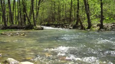 Hızlı akan dağ nehri. Ağaçların arasından bir su akıntısı akıyor. Bahar Ormanı. 