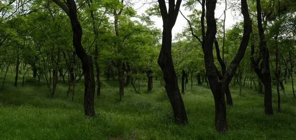緑豊かな柔らかい密な緑の芝生と落葉樹林のパノラマ 柔らかな自然光 — ストック写真