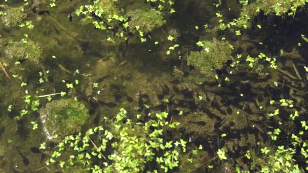小さなオタマジャクシの大規模なグループは 泥や雑草で覆われた池で泳ぐ カエルコンサート — ストック動画