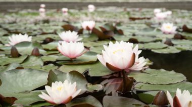 Doğal ortamda yumuşak pembe nilüfer çiçeği. Güzel nilüferleri olan karanlık bir göletin suyu..