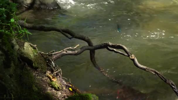 Una Libélula Azul Sienta Una Rama Sobre Tormentoso Arroyo Río — Vídeo de stock