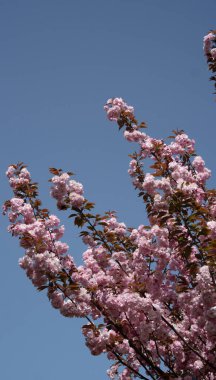 Açık mavi gökyüzüne karşı canlı pembe çiçeklerle kaplanmış kiraz dalları çiçek açıyor. Narin yapraklar ve taze yapraklar doğal güzelliklerle dolu huzurlu ve renkli bir bahar manzarası yaratır.