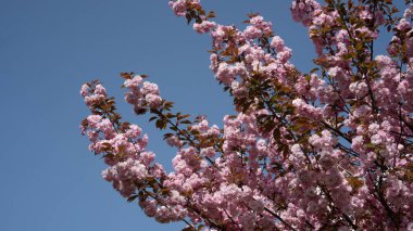 Açık mavi gökyüzüne karşı canlı pembe çiçeklerle kaplanmış kiraz dalları çiçek açıyor. Narin yapraklar ve taze yapraklar doğal güzelliklerle dolu huzurlu ve renkli bir bahar manzarası yaratır.
