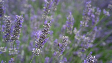 Canlı mor bir tarlada çiçek açan lavanta çiçeklerinin yakın çekimi. Narin gövdeler zarif bir şekilde yemyeşil bir zemine doğru yükselir, huzur ve huzur dolu sakin bir manzara yaratır.