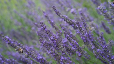 Canlı mor bir tarlada çiçek açan lavanta çiçeklerinin yakın çekimi. Narin gövdeler zarif bir şekilde yemyeşil bir zemine doğru yükselir, huzur ve huzur dolu sakin bir manzara yaratır.