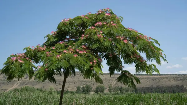 İran ipek ağacı olarak da bilinen canlı bir Albizia julibrissin ağacı, Gürcistan 'ın verimli bir kırsal kesiminde bulunur. Narin pembe çiçekleri, yeşil yapraklar ve açık mavi gökyüzü ile çok güzel tezat oluşturuyor.